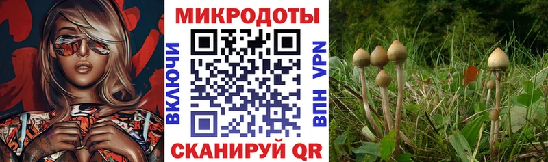 Псилоцибиновые грибы Psilocybe  купить наркоту  Мончегорск 